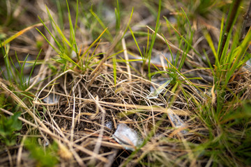 Broken glass in the grass