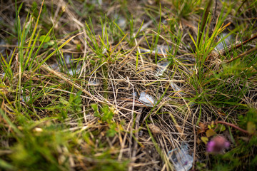 glass pieces in grass