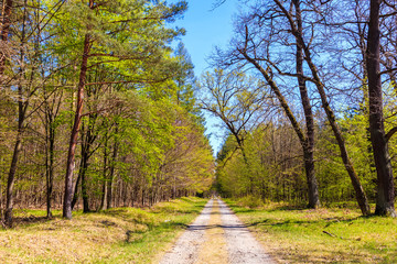 Road in forest on sunny spring day in Puszcza Niepolomicka near Krakow city, Poland