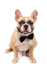 Cute brown french bulldog wearing black bow tie and hungry isolated