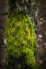 Moss On Birch Tree