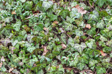 Green Ivy Creeping Plants Dense Foliage Background