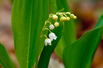 Blooming spring lily of the valley in dew
