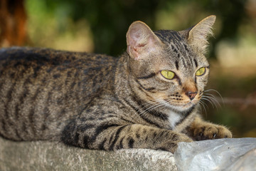 Close up gray cat house is sit down and rest on the old wall near the garden at thailand