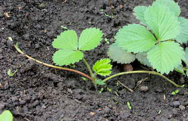 Strawberry in the village garden. The new plantshoot in the springtime