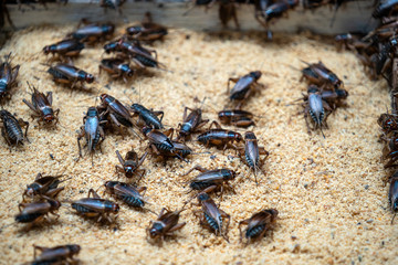 many crickets in a insect farm in vietnam