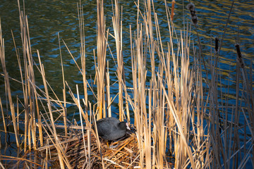 Eurasian Coot Bird In Nest