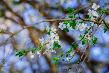spring April time tree blossom white flower tender nature scenic view