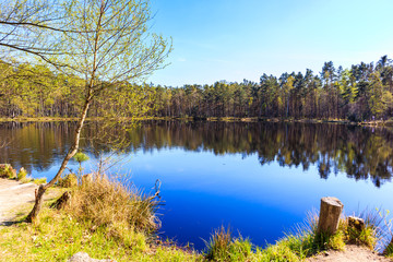 Fototapeta na wymiar View of small lake in Puszcza Niepolomicka on sunny spring day near Krakow city, Poland