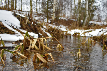 the stream in the forest melted in the spring