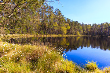 Fototapeta na wymiar Forest pine trees reflection in water of small lake in Puszcza Niepolomicka near Krakow city, Poland
