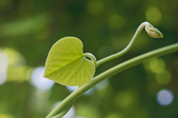 Heart shaped leaf stalk on blurred  green floral background