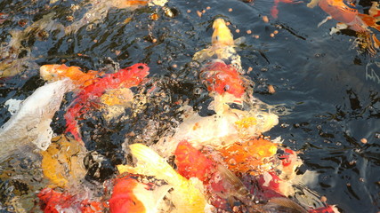Obraz na płótnie Canvas Many colorful koi fish play in the pool and wait for the party. The concept of fighting for food Decorative fish for the park area