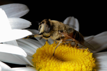 Bee