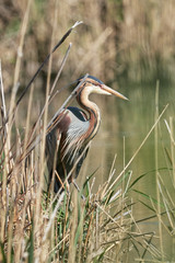 Rare Purple Heron (Ardea purpurea) in Waghausel, Germany.