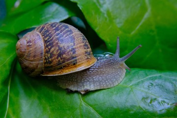 land snail among ivy leaves