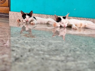 Kittens on the floor