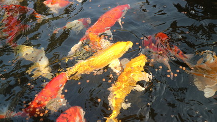 Many colorful koi fish play in the pool and wait for the party. The concept of fighting for food...