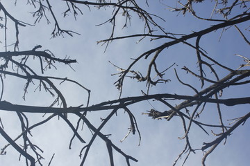 Tree branches spring in Paris