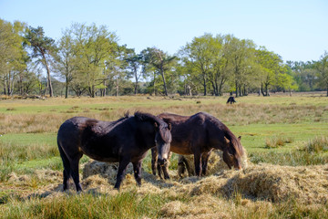 Two Exmoor ponies eat hay in a wooded landscape, one ponie in the background. Friesland, the Netherlands