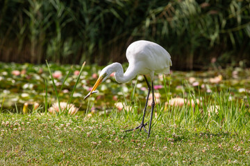Great Egret (Ardea alba) looks for food