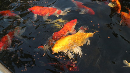 Many colorful koi fish play in the pool and wait for the party. The concept of fighting for food Decorative fish for the park area