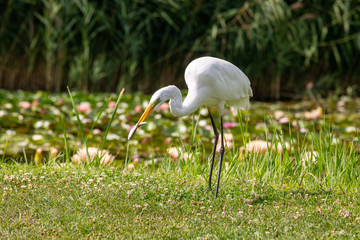 Great Egret (Ardea alba) looks for food