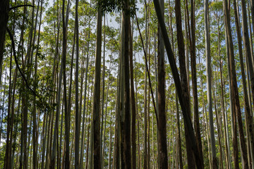 Fototapeta na wymiar high trees in a beautiful asiatic forest in Ella, Sri Lanka