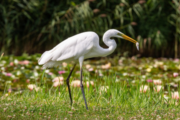 Great Egret (Ardea alba) looks for food
