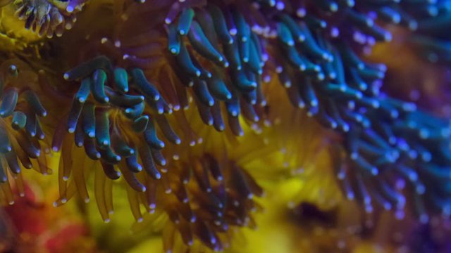 Colorfull background. Extreme macro of corals.