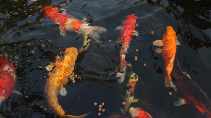 Fototapeta na wymiar Many colorful koi fish play in the pool and wait for the party. The concept of fighting for food Decorative fish for the park area