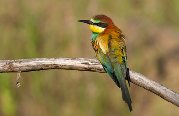 Merops apiaster, common bee-eater, еuropean bee eater. Early morning a bird sits on an old beautiful dry branch