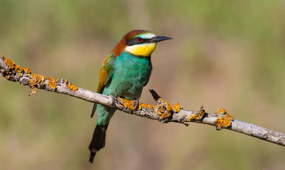 Merops apiaster, common bee-eater, еuropean bee eater. Early morning a bird sits on an old beautiful dry branch