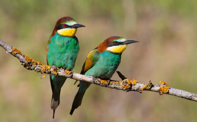 Merops apiaster, common bee-eater, еuropean bee eater. Early morning a family of birds sits on an old dry branch