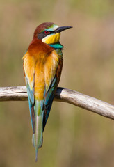 Merops apiaster, common bee-eater, еuropean bee eater. Early morning a bird sits on an old beautiful dry branch