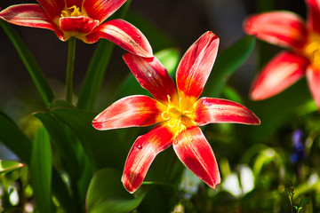 Fototapeta premium Gartenblumen 