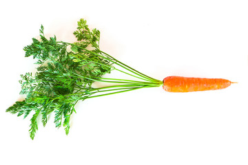 Fresh carrots with green tops on a white background.