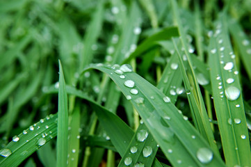 rosa na źdźble trawy, dew on a blade of grass

