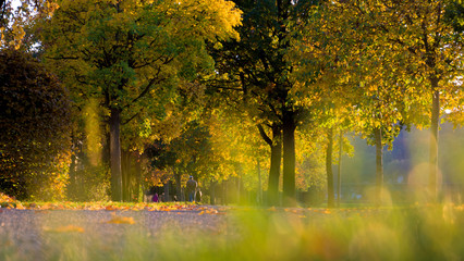 Herbstlandschaft an der Allee mit goldenen Bäumen