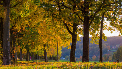 Fototapeta na wymiar Herbstlandschaft an der Allee mit goldenen Bäumen