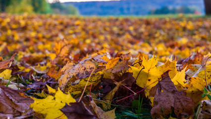 Golden-braune Blätter liegen am Boden