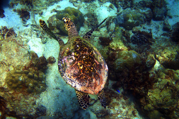 Vibrant Picture of Turtle Swimming underwater