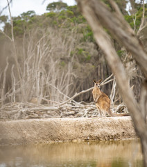 Kangaroos in Phillip Island Wildlife Park, Australia.