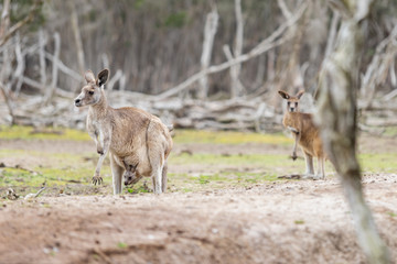 Kangaroos in Phillip Island Wildlife Park, Australia.