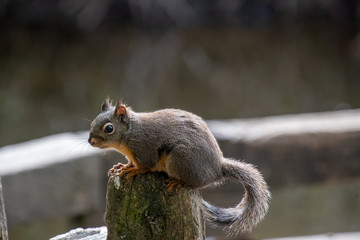 A picture of a Douglas squirrel resting on the stud.    Vancouver BC Canada
