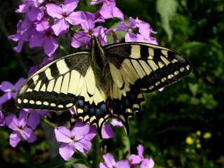 Papilio machaon butterfly. Meadow, purple flowers.