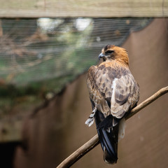 Hawk in Phillip Island Wildlife Park, Australia.