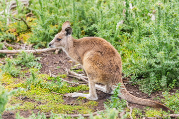 Kangaroos in Phillip Island Wildlife Park, Australia.