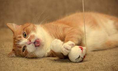 playful red  with a white cat lies
