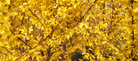 Yellow flowers. Beautiful background. Web banner with a copy space.